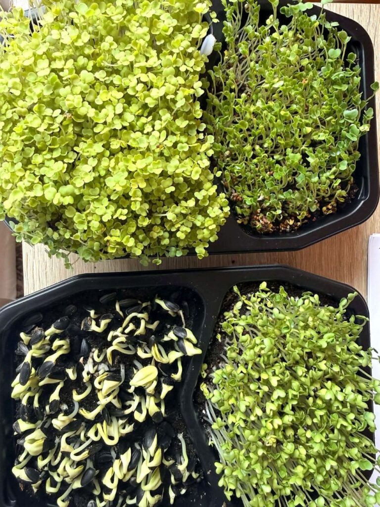 Idandite ja tõusmete töötuba Asuküla Seltsimajas, Läänemaal. Üritus on korraldatud Lõimumise ja kohanemise toe projekti raames