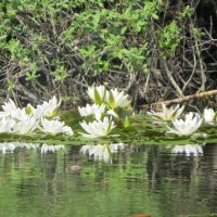 Loimumise-ja-kohanemise-tugi-Haapsalus-vesiroosid
