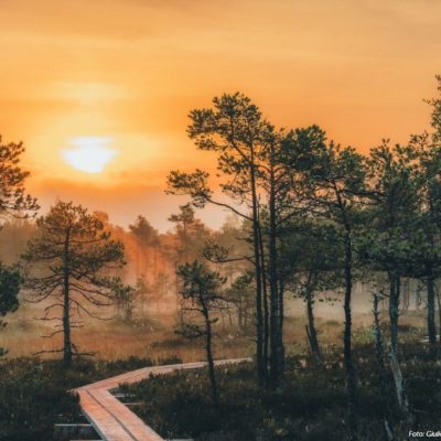 Eesti eluga kohanemise spikker. Eesti loodus ja metsad: looduslähedane elu Eestis. oto: Giulio Gröbert